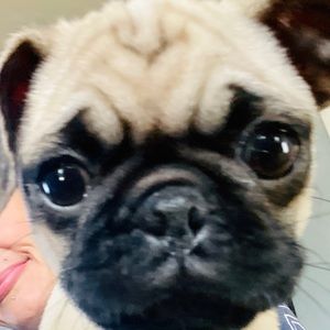 Meet your Posher, Shannon